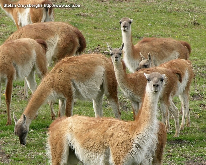 Torres del Paine - Guanacos  Stefan Cruysberghs